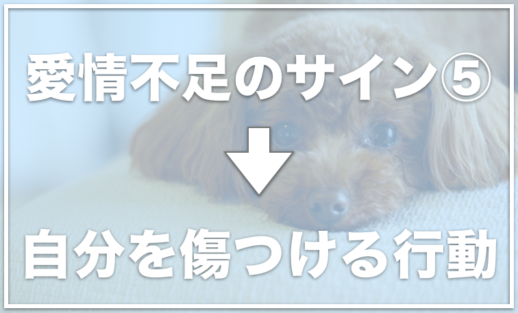 犬が愛情不足のときに見せるサインは こんな症状がでていたら要注意