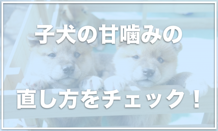 子犬のアマガミを治す方法5選 甘噛みの正しい直し方と叱り方をできてますか 愛犬と満喫ライフ 犬が飼い主を大好きに 子犬のしつけ の悩みも解決して正しいドッグフードの選び方も紹介