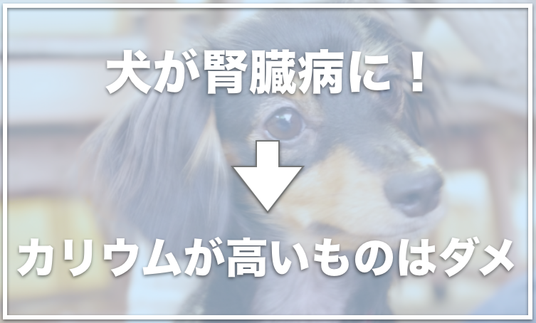 犬の腎臓にいい果物は何 犬の腎臓病に良い食べ物や食べてはいけないものをチェック 愛犬と満喫ライフ 犬 が飼い主を大好きに 子犬のしつけの悩みも解決して正しいドッグフードの選び方も紹介