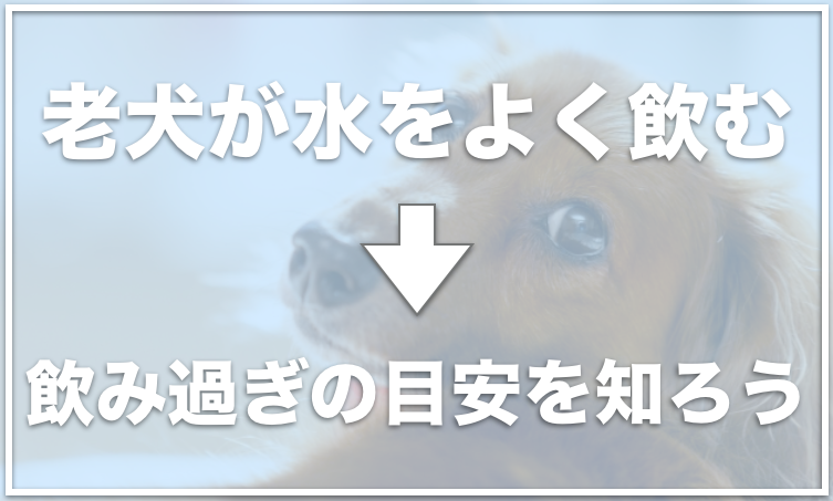 老犬が水をよく飲むのはなぜ 水飲みすぎの場合は病気の可能性も 愛犬と満喫ライフ 犬 が飼い主を大好きに 子犬のしつけの悩みも解決して正しいドッグフードの選び方も紹介