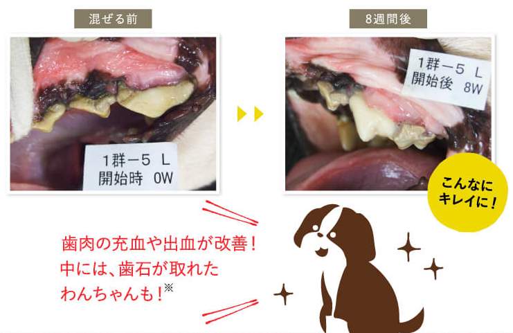 犬の歯の根元が黒い 茶色いのは歯石 黒い汚れは虫歯なのかも調査 愛犬と満喫ライフ 犬 が飼い主を大好きに 子犬のしつけの悩みも解決して正しいドッグフードの選び方も紹介