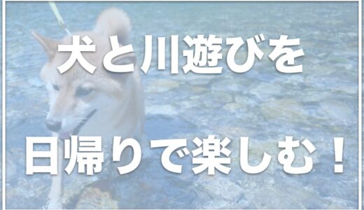 犬と川遊びを関東で楽しめる場所6選！穴場で犬と川遊びするならココ！