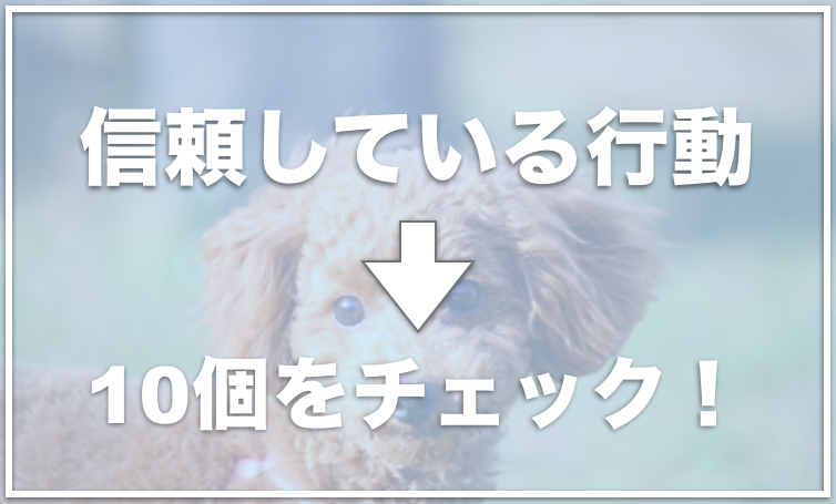 犬が飼い主を信頼している行動10選 飼い主を好きすぎる犬はどんな行動