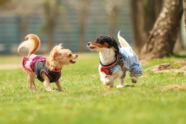 犬を噛んだマダニを取ってしまった マダニの口が残った場合はどうする