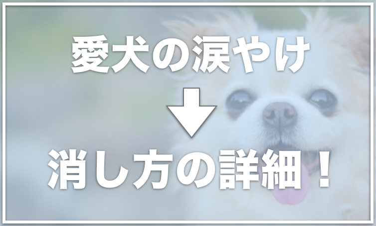 犬の涙やけを消す方法 涙やけの取り方を覚えてキレイな目元にしてあげよう 愛犬と満喫ライフ 犬が飼い主を大好きに 子犬 のしつけの悩みも解決して正しいドッグフードの選び方も紹介