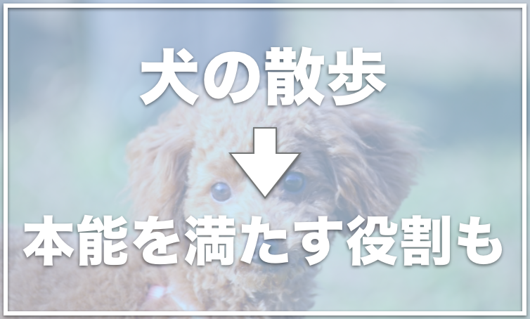 トイプードルを散歩しないのは絶対ダメ 散歩はいつからするのがベスト 愛犬と満喫ライフ 犬 が飼い主を大好きに 子犬のしつけの悩みも解決して正しいドッグフードの選び方も紹介