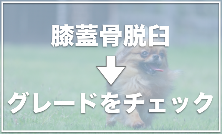 犬の膝蓋骨脱臼のマッサージのやり方 サポーターと手術後の過ごし方について 失敗した体験談はあるの 愛犬と満喫ライフ 犬 が飼い主を大好きに 子犬のしつけの悩みも解決して正しいドッグフードの選び方も紹介