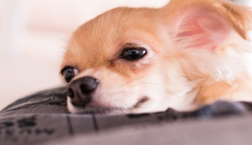 チワプーの成犬は可愛くないって本当 成長すると大きいのか病気の危険性もチェック 愛犬と満喫ライフ 犬 が飼い主を大好きに 子犬のしつけの悩みも解決して正しいドッグフードの選び方も紹介