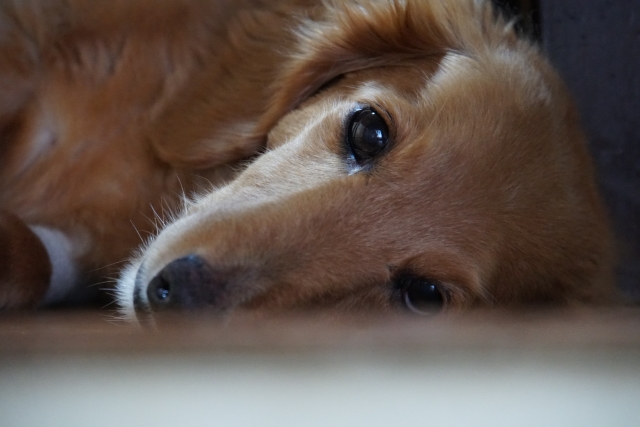 犬が吐く 元気がないときは要注意 透明な液や未消化 茶色黄色で対応が違う 愛犬と満喫ライフ 犬 が飼い主を大好きに 子犬のしつけの悩みも解決して正しいドッグフードの選び方も紹介