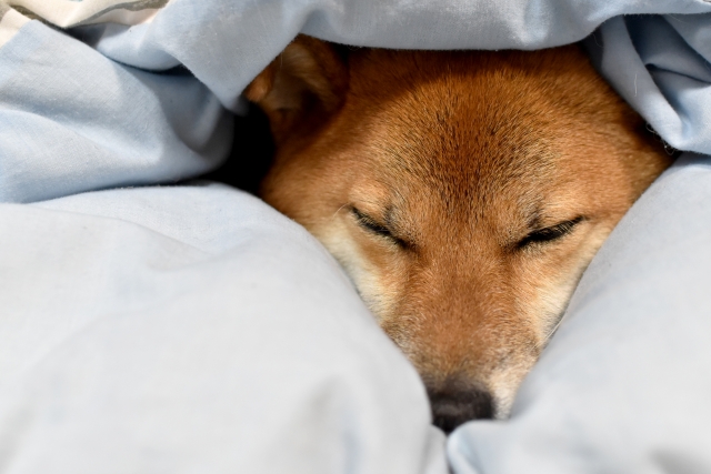 犬が寝るときはクレート ケージ の中がいいの 電気はすべて消す 愛犬と満喫ライフ 犬 が飼い主を大好きに 子犬のしつけの悩みも解決して正しいドッグフードの選び方も紹介