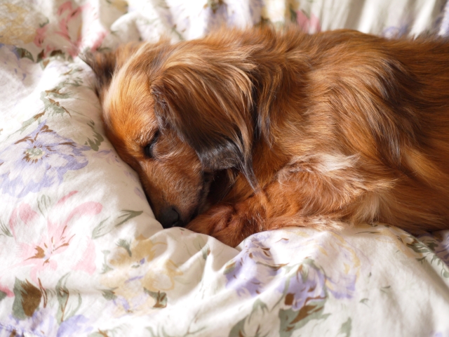 犬が寝るときはクレート ケージ の中がいいの 電気はすべて消す 愛犬と満喫ライフ 犬 が飼い主を大好きに 子犬のしつけの悩みも解決して正しいドッグフードの選び方も紹介