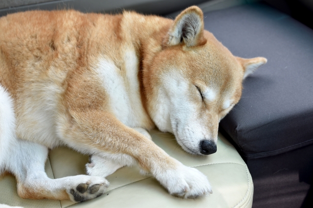 犬が吐く 元気がないときは要注意 透明な液や未消化 茶色黄色で対応が違う 愛犬と満喫ライフ 犬 が飼い主を大好きに 子犬のしつけの悩みも解決して正しいドッグフードの選び方も紹介