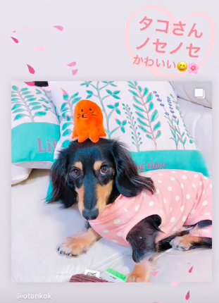 解約 ペコ ボックス