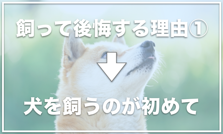 トイプードルを飼って後悔する人が続出 室内犬を飼って後悔する理由はトイレ 愛犬と満喫ライフ 犬 が飼い主を大好きに 子犬のしつけの悩みも解決して正しいドッグフードの選び方も紹介