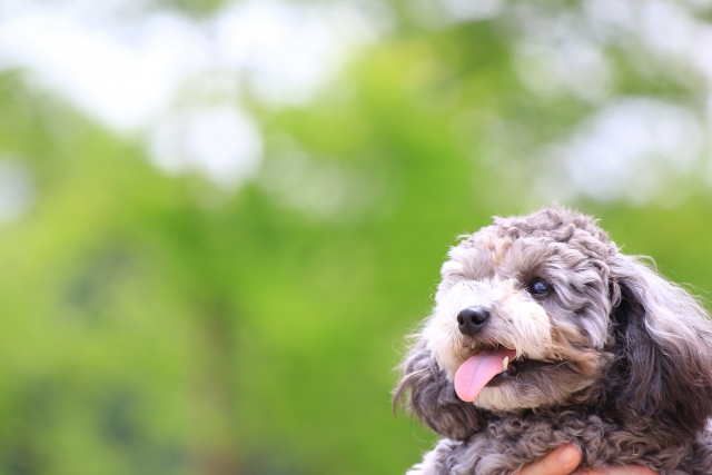 トイプードルを飼って後悔する人が続出 室内犬を飼って後悔する理由はトイレ 愛犬と満喫ライフ 犬 が飼い主を大好きに 子犬のしつけの悩みも解決して正しいドッグフードの選び方も紹介