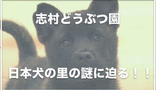 志村どうぶつ園の日本犬の里では死亡事故が起きていた！？終了した理由は何？