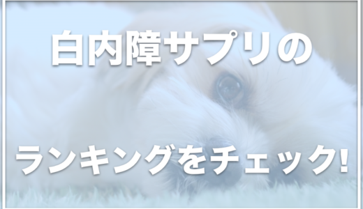 【徹底比較】犬の白内障サプリランキング！全額返金保証付きで試せるサプリはコレ！