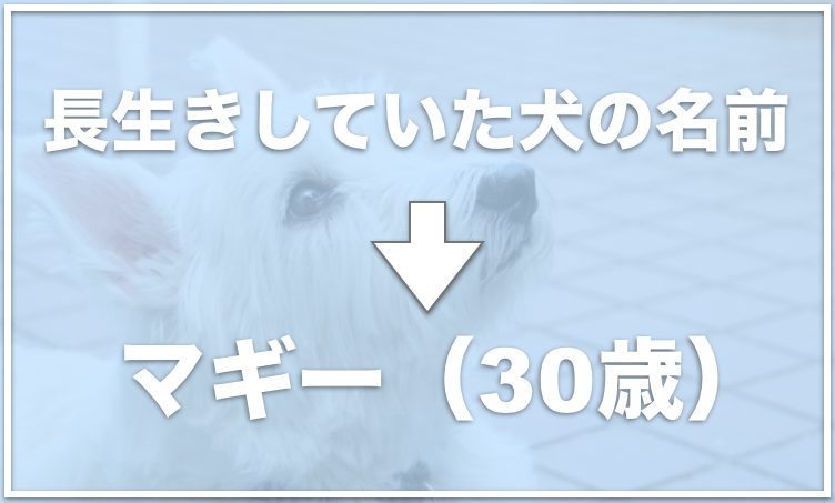 幸運を呼ぶ犬の名前はチャッピー ペットに縁起のいい名前を命名して風水も上昇 愛犬と満喫ライフ 犬 が飼い主を大好きに 子犬のしつけの悩みも解決して正しいドッグフードの選び方も紹介