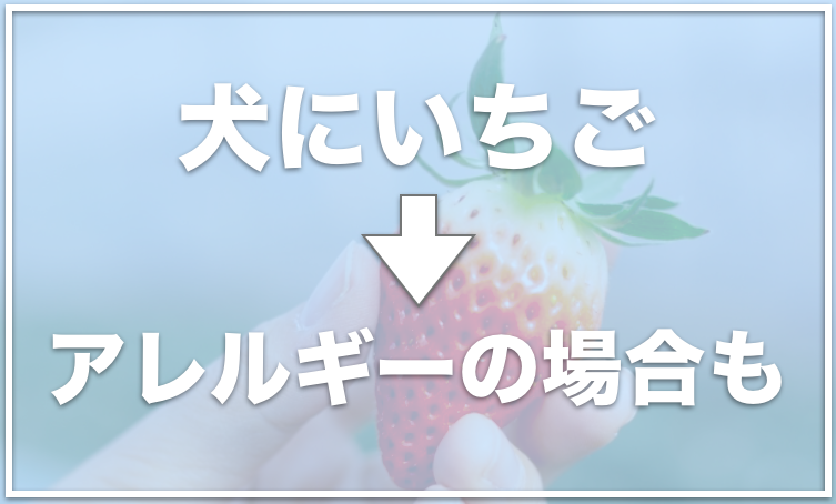 犬はイチゴを食べれる いちごは寿命をのばす 食べてもいい量もチェック 愛犬と満喫ライフ 犬 が飼い主を大好きに 子犬のしつけの悩みも解決して正しいドッグフードの選び方も紹介