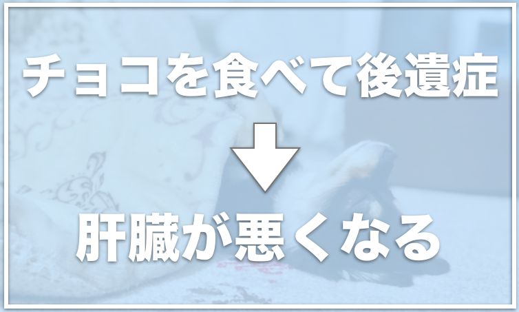 犬のチョコレート死亡例はある チョコを食べた時の応急処置は 愛犬と満喫ライフ 犬 が飼い主を大好きに 子犬のしつけの悩みも解決して正しいドッグフードの選び方も紹介