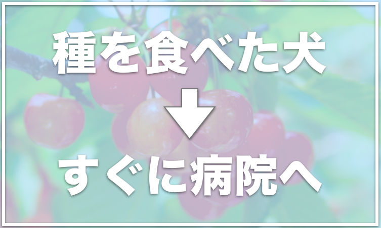 犬はさくらんぼを食べていい 食べて大丈夫なのかアレルギーについても調査 愛犬と満喫ライフ 犬 が飼い主を大好きに 子犬のしつけの悩みも解決して正しいドッグフードの選び方も紹介