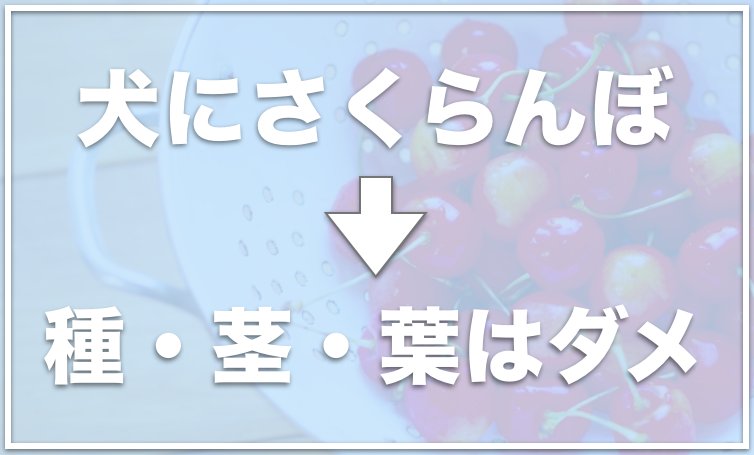 犬はさくらんぼを食べていい 食べて大丈夫なのかアレルギーについても調査 愛犬と満喫ライフ 犬 が飼い主を大好きに 子犬のしつけの悩みも解決して正しいドッグフードの選び方も紹介