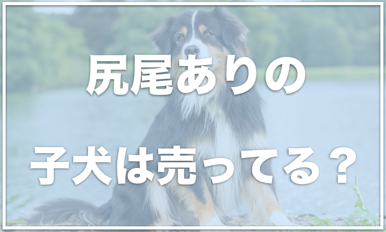 オーストラリアンシェパードの尻尾ありは売ってる 飼いたいならブリーダーがおすすめ 愛犬と満喫ライフ 犬が飼い主を大好きに 子犬のしつけの悩みも解決して正しいドッグフードの選び方も紹介