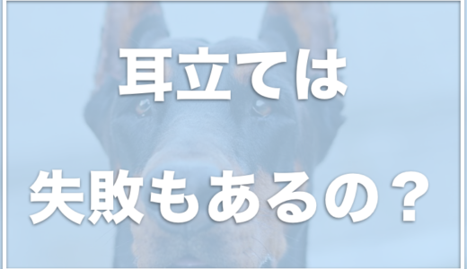 犬が水入れをひっくり返す対処法 水飲みスタンドでおしゃれなものも 愛犬と満喫ライフ 犬 が飼い主を大好きに 子犬のしつけの悩みも解決して正しいドッグフードの選び方も紹介