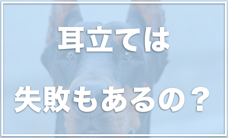 ドーベルマンの耳立てに失敗 飼わないでと言われる理由は 垂れ耳がかわいいかどうかも調査 愛犬と満喫ライフ 犬が飼い主を大好きに 子犬のしつけの悩みも解決して正しいドッグフードの選び方も紹介