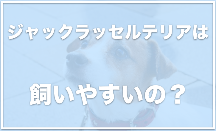 ジャックラッセルテリアの飼いやすさは 飼って後悔する人も 性格はよく吠えるのか調査 愛犬と満喫ライフ 犬 が飼い主を大好きに 子犬のしつけの悩みも解決して正しいドッグフードの選び方も紹介