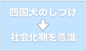 四国犬は危険！？柴犬との違いは何？寿命や入手方法も ...