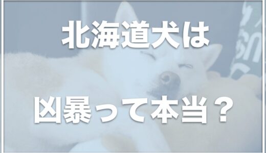 北海道犬は凶暴で危険！？寿命や大きさはどれくらい？抜け毛や値段も調査！