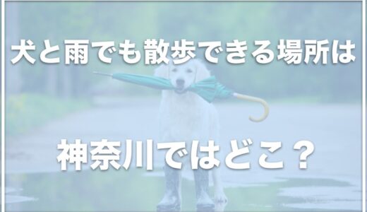 犬と雨でも散歩できる場所は神奈川ではココ！室内ドッグランの場所も！