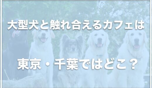 大型犬と触れ合えるカフェは東京・千葉ではココ！ゴールデンレトリバーのいるカフェは東京にあるのか調査！