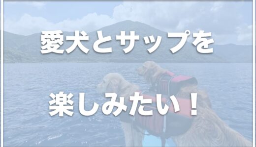 琵琶湖でサップを犬とするならココの業者がおすすめ！初心者の人でもおすすめの業者を調査！