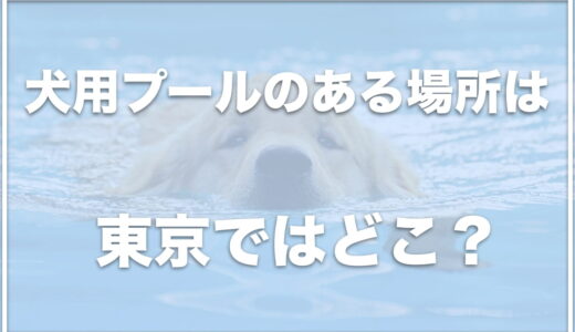 犬用プールのある場所は東京ではココ！室内施設の場所も紹介！