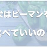 犬はピーマンを食べれる？生で食べていい？口臭予防になるかどうかも調査！
