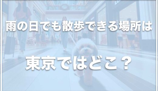 犬と雨でも散歩できる場所は東京でどこ？雨の日に犬とお出かけできる場所は関東(東京)ではココ！