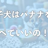 子犬はバナナをいつから食べれる？嘔吐・吐くことはあるのか嫌いで食べないこともあるか調査！