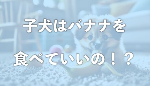 子犬はバナナをいつから食べれる？嘔吐・吐くことはあるのか嫌いで食べないこともあるか調査！