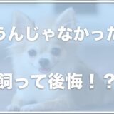 チワワを飼うんじゃなかったと飼って後悔？やってはいけないことは何か調査！