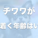 チワワの落ち着く年齢は何歳から？落ち着かせる方法を教えます