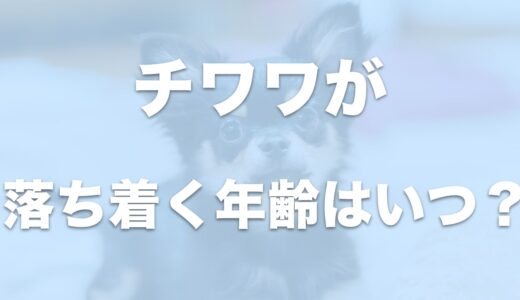 チワワの落ち着く年齢は何歳から？落ち着かせる方法を教えます