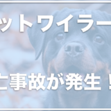 ロットワイラーは怖い危険な犬種！？事故も発生した？抜け毛が多いから室内飼いは大変か調査！