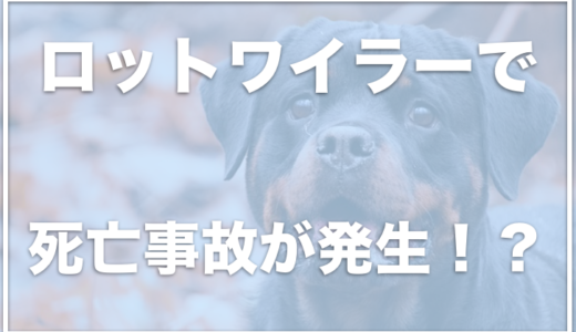 ロットワイラーは怖い危険な犬種！？事故も発生した？抜け毛が多いから室内飼いは大変か調査！