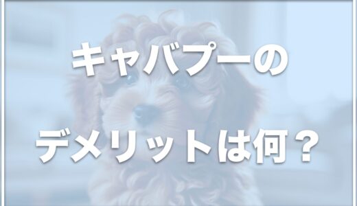 キャバプーのデメリットは何？抜け毛は少ない？価格や体重も調査！