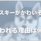 ポンスキーがかわいそうと言われる理由は？失敗って何？成犬の大きさや値段を調査！