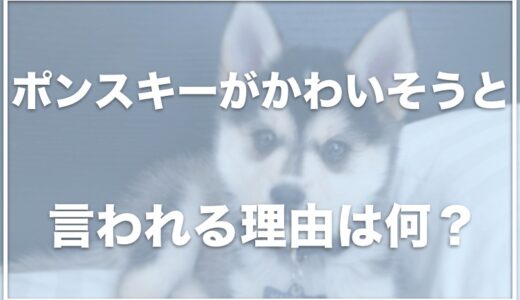 ポンスキーがかわいそうと言われる理由は？失敗って何？成犬の大きさや値段を調査！