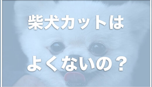 ポメラニアンの柴犬カットはよくない！？失敗エピソードについても調査！