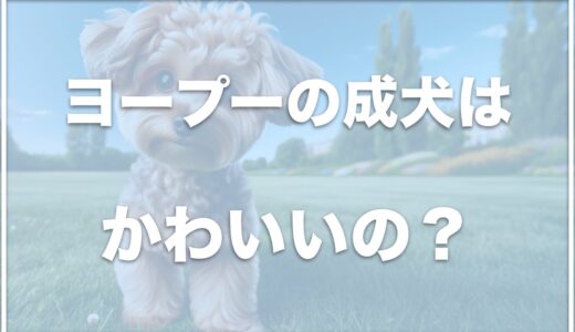 ヨープーの成犬はかわいい？寿命は何年？ブリーダーで買うと値段がいくらかも調査！